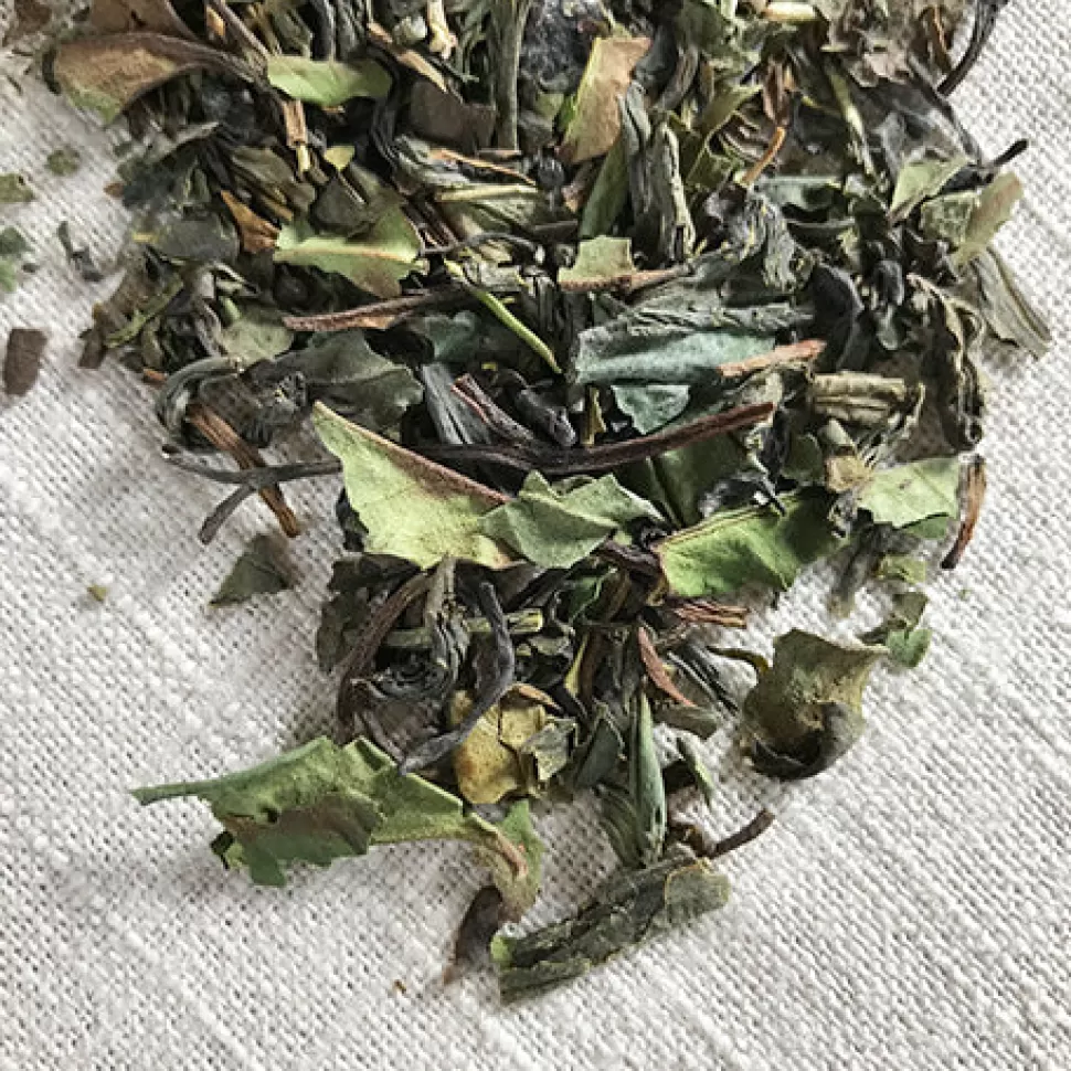 Stash Tea Fusion Green And White Tea Hot